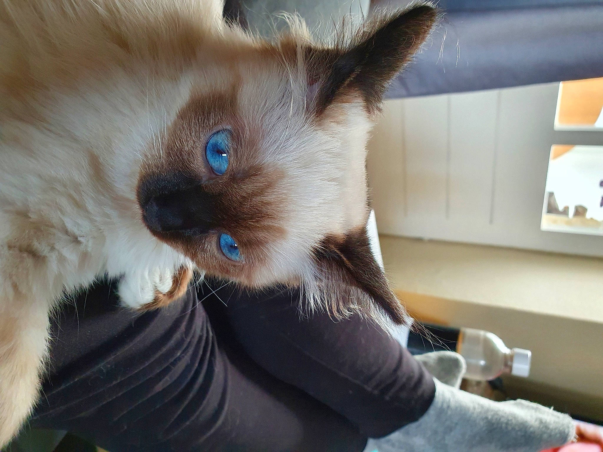 Raiponce a rejoint le concours — aidez-le/la à gagner de superbes lots ! balinese, birman, carnivore, cat, colorpoint_shorthair, eye, fawn, felidae, fur, himalayan, javanese, mammal, ojos_azules, ragdoll, siamese, small_to_medium_sized_cats, snout, thai, tonkinese, whiskers