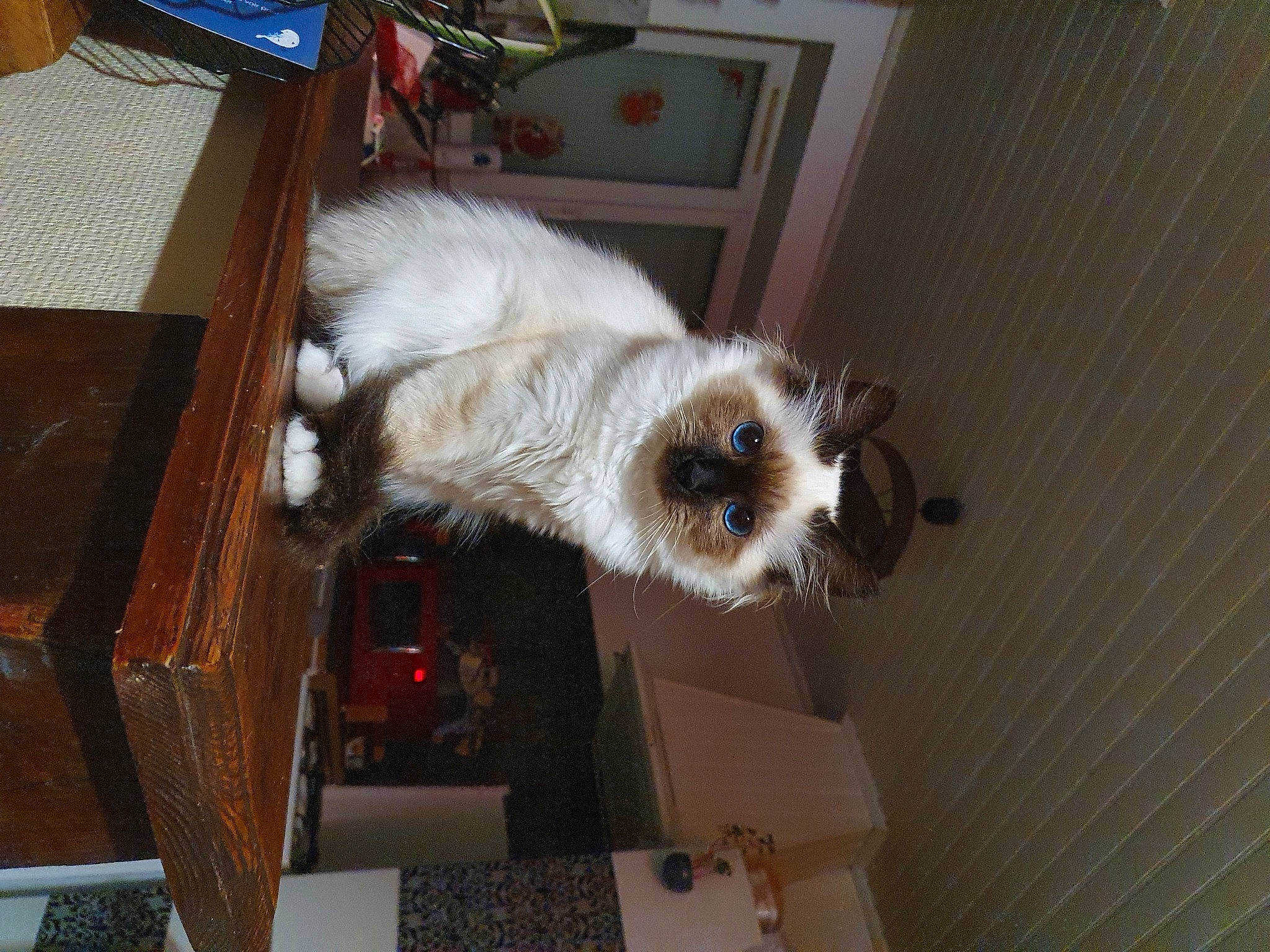 Raiponce participe au concours pour gagner de l'argent avec cette photo : balinese, birman, box, carnivore, cat, fawn, felidae, fur, ragdoll, siamese, small_to_medium_sized_cats, snout, vertebrate, whiskers, wood_stain