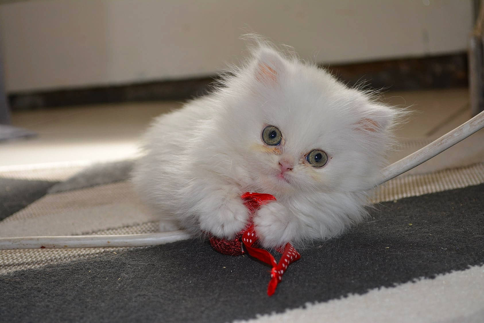 Ruby a rejoint le concours — aidez-le/la à gagner de superbes lots ! asian_semi_longhair, british_longhair, british_semi_longhair, carnivore, cat, domestic_long_haired_cat, eye, felidae, fur, kitten, mammal, napoleon_cat, norwegian_forest_cat, persian, ragamuffin, ragdoll, small_to_medium_sized_cats, turkish_angora, turkish_van, whiskers