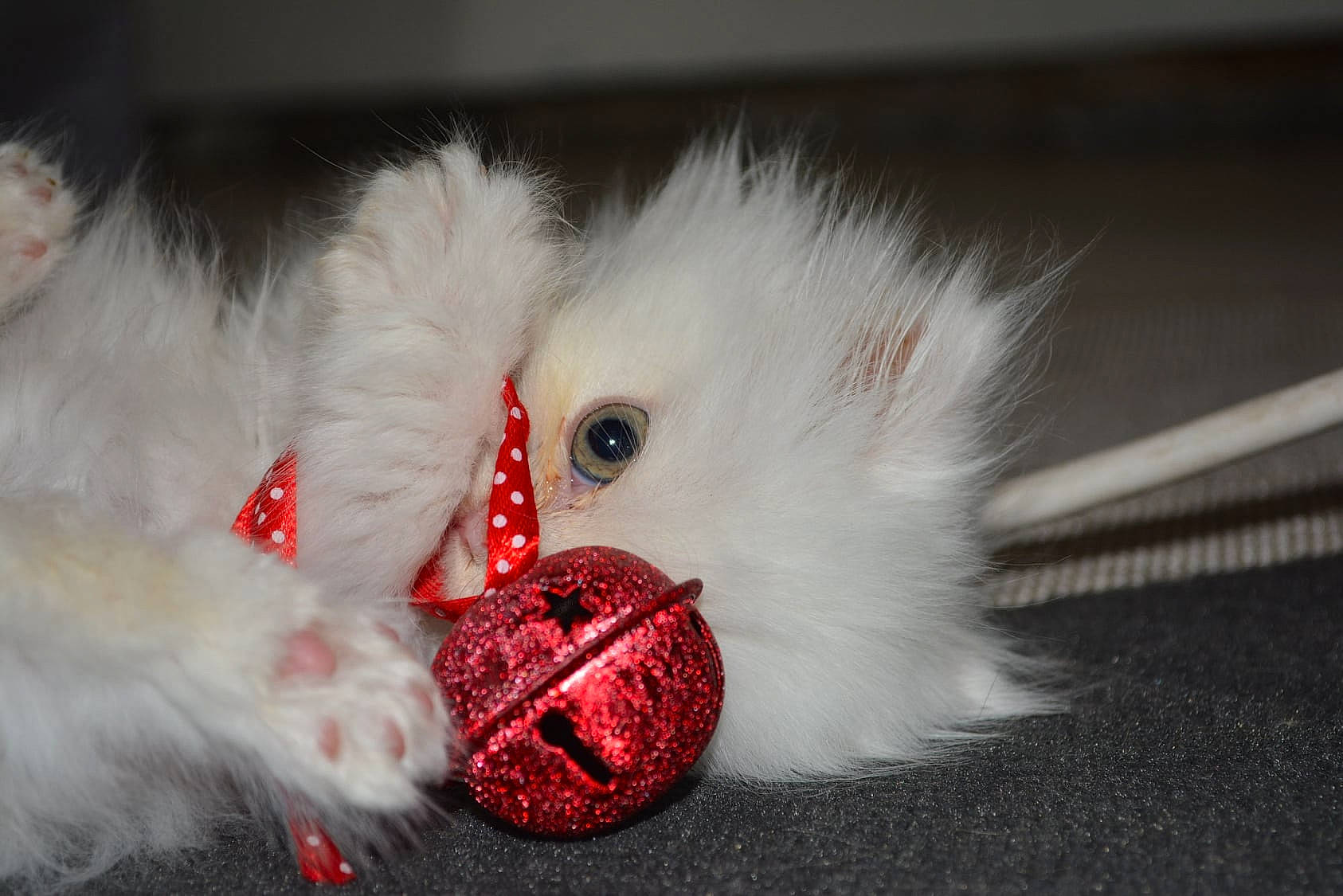 Ruby a rejoint le concours — aidez-le/la à gagner de superbes lots ! carnivore, cat, claw, felidae, fur, kitten, small_to_medium_sized_cats, whiskers, white