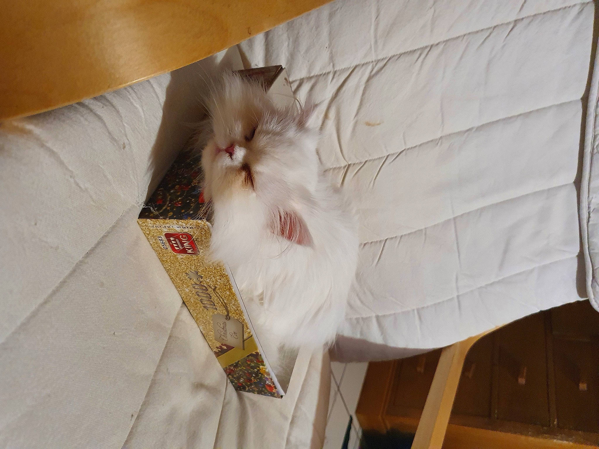 Ruby participe au concours pour gagner de l'argent avec cette photo : carnivore, cat, domestic_long_haired_cat, felidae, kitten, norwegian_forest_cat, persian, ragdoll, small_to_medium_sized_cats, tail, turkish_angora, turkish_van, whiskers