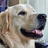 Gandalf participe au concours pour gagner de l'argent avec cette photo : animal, bodypart, canine, cockerspaniel, dog, eskimodog, goldenretriever, hound, labradorretriever, mouth, person, pet, puppy, snout, teeth, tongue, whitedog