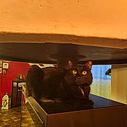 Neige a rejoint le concours — aidez-le/la à gagner de superbes lots ! abyssinian, animal, architecture, blackcat, box, building, cardboard, carton, cat, couch, furniture, hardwood, indoors, livingroom, manx, person, pet, plywood, room, wood