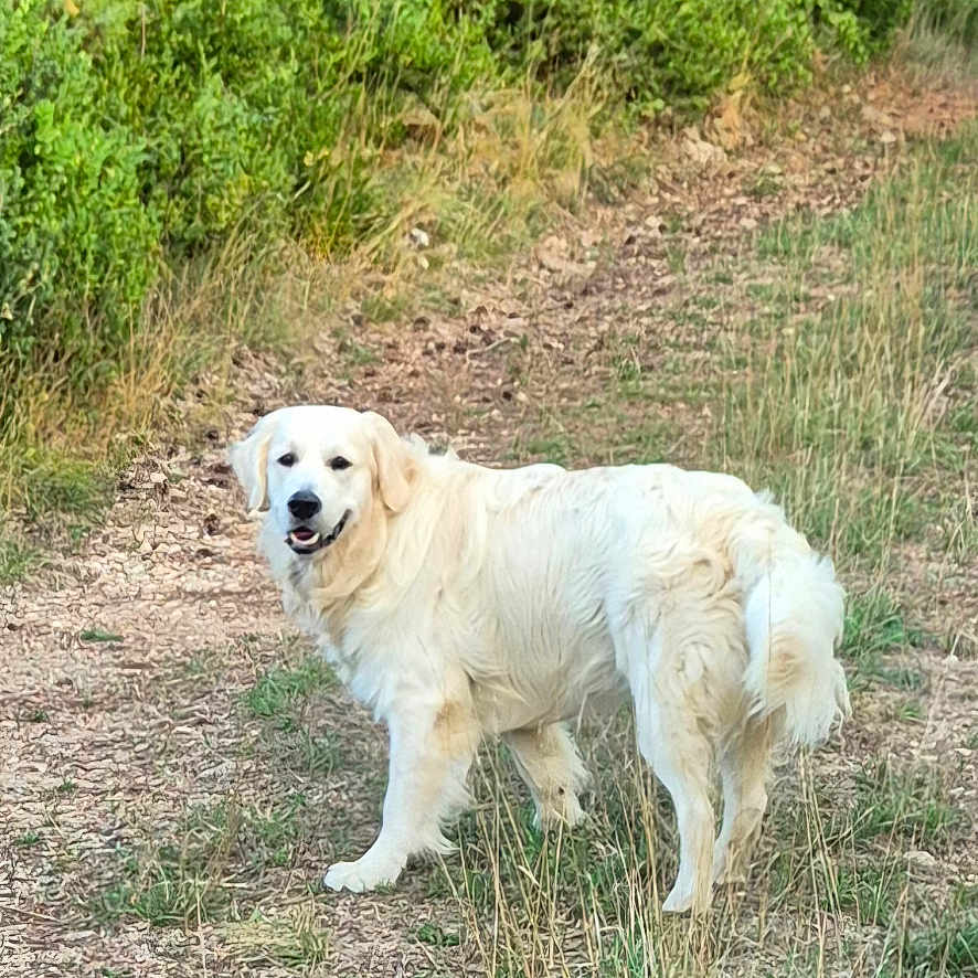 Alvin participe au concours pour gagner de l'argent avec cette photo : dog, golden_retriever, pet, animal, outdoors, woodland, forest, trail, path, nature, greenery, trees, grass, dry_grass, fur, white_fur, standing, looking_at_camera, happy, portrait