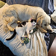 Oreo a rejoint le concours — aidez-le/la à gagner de superbes lots ! animal, armchair, blanket, canine, cat, chair, couch, cushion, dog, furniture, homedecor, hound, kitten, linen, manx, person, pet, puppy, siamese, sleeping