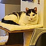 Oreo a rejoint le concours — aidez-le/la à gagner de superbes lots ! animal, architecture, armchair, building, cat, chair, couch, cushion, face, furniture, head, indoors, lamp, livingroom, person, pet, photoframe, room, table, tablelamp