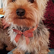 Iron participe au concours pour gagner de l'argent avec cette photo : dog, small_dog, bow, pet, fluffy, fur, cute, lap, person, jeans, indoor, closeup, animal, companion, adorable, brown_fur, light_fur, black_nose, curious, sitting