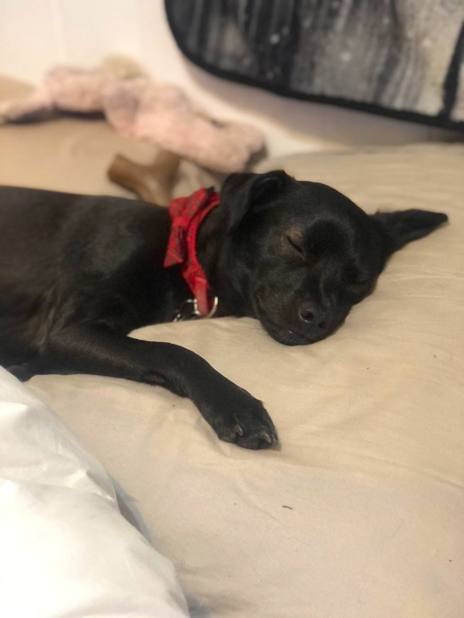 Kuromi joined the competition — help win amazing prizes! bed, bedding, canidae, carmine, carnivore, comfort, companion_dog, dog, dog_breed, duvet, fawn, fur, grey, linens, nap, snout, sporting_group, tints_and_shades, toy_dog, working_animal