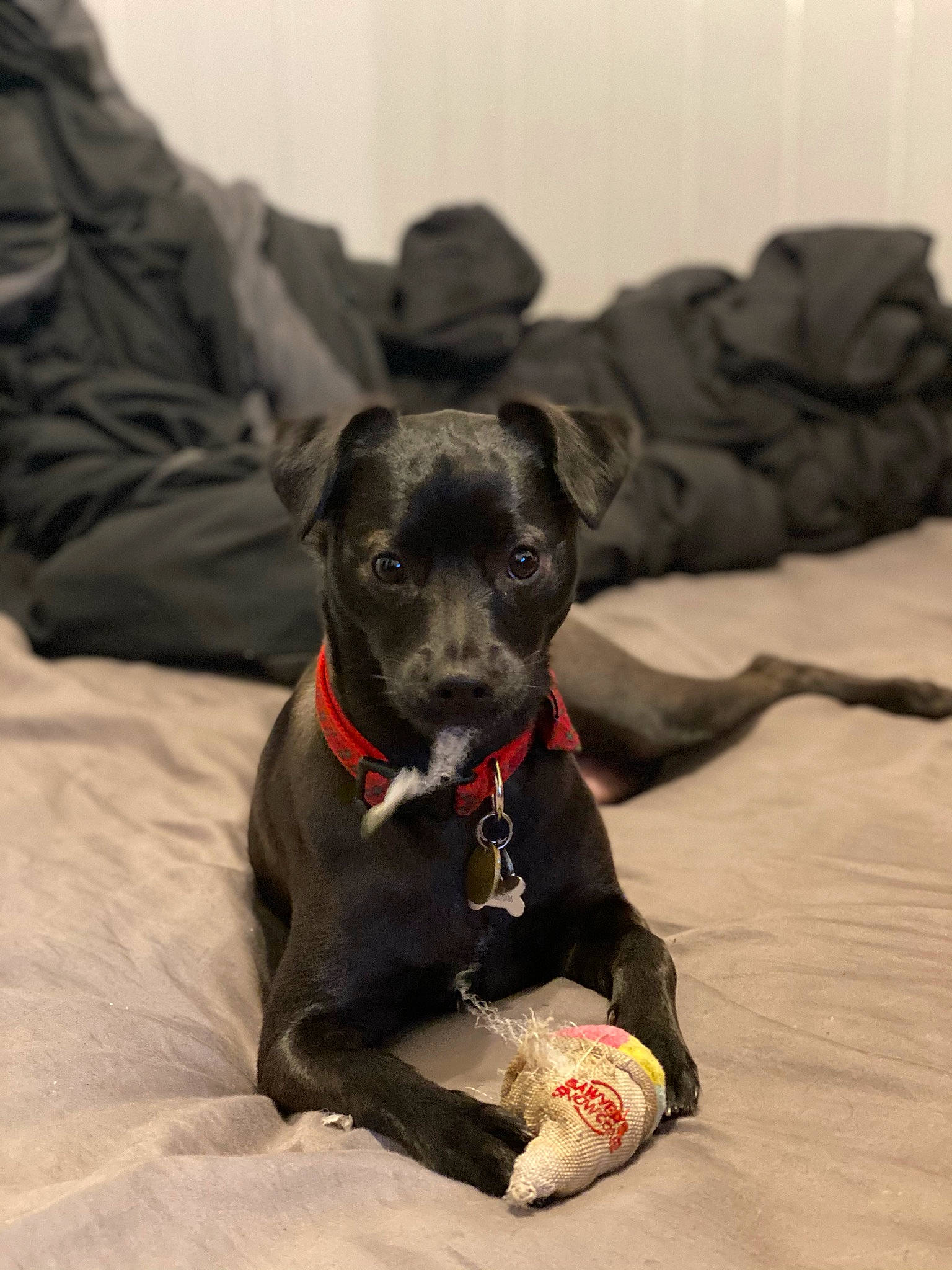 Kuromi is registered to the contest to win money with this photo: canidae, carnivore, collar, comfort, companion_dog, dog, dog_breed, dog_collar, dog_supply, fawn, fur, grey, guard_dog, pet_supply, rampur_greyhound, snout, sporting_group, toy_dog, whiskers, working_animal