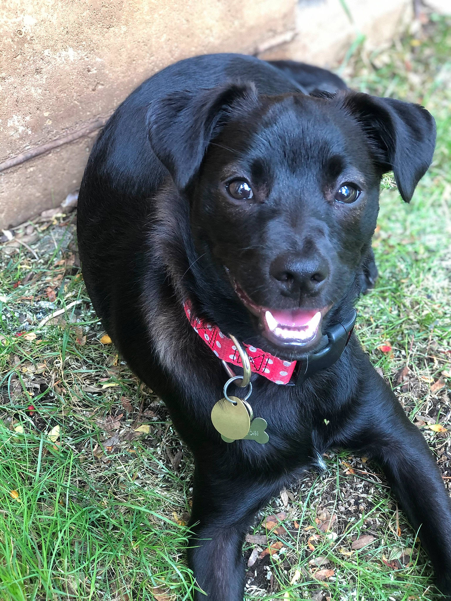 Kuromi is registered to the contest to win money with this photo: borador, canidae, carnivore, collar, companion_dog, dog, dog_breed, dog_collar, grass, gun_dog, labrador_retriever, leash, liver, plant, retriever, snout, sporting_group, tail, whiskers, working_animal