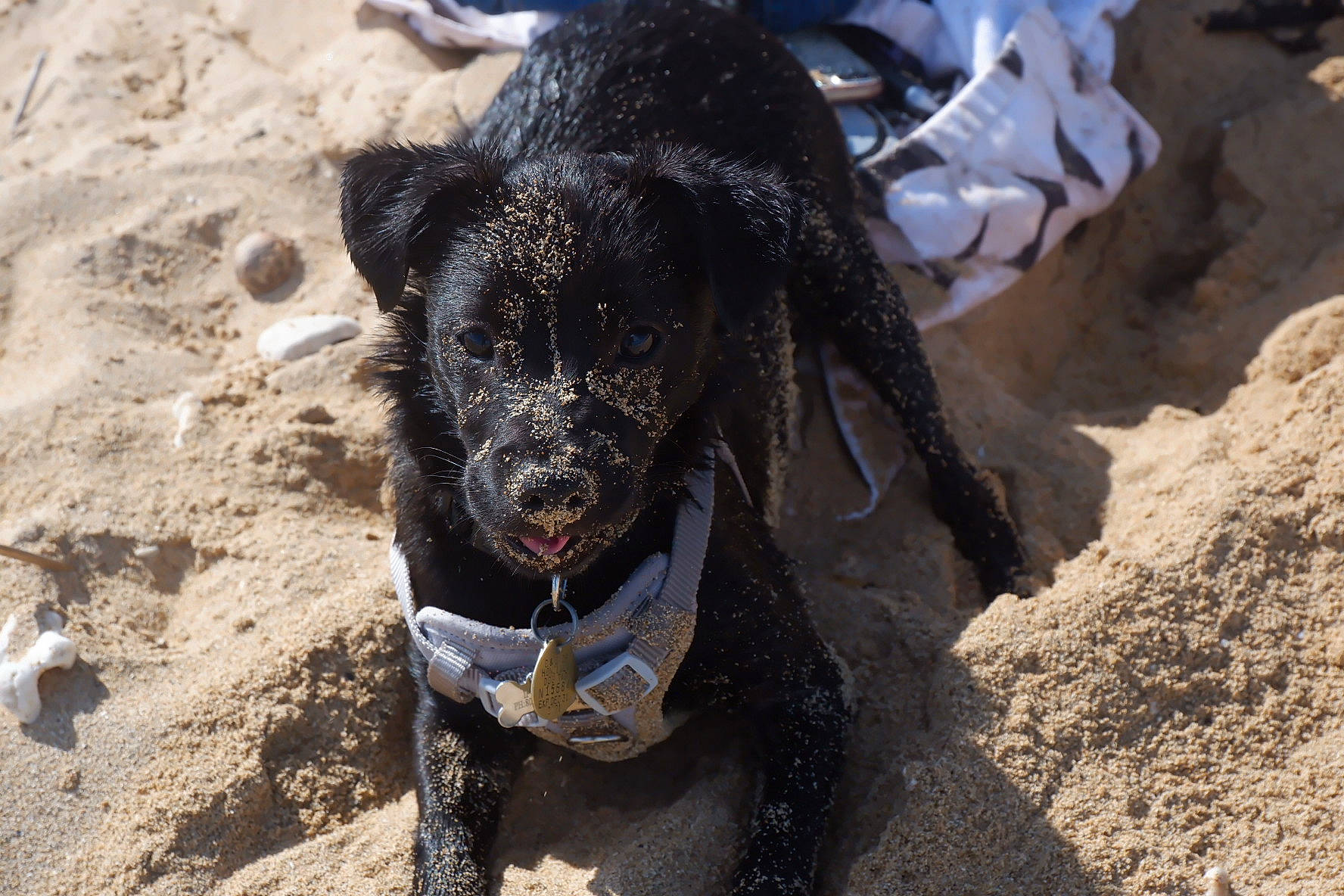 Kuromi joined the competition — help win amazing prizes! boar, canidae, carnivore, claw, corgi_chihuahua, dog, dog_breed, domestic_pig, fawn, fur, landscape, livestock, paw, sand, snout, soil, sporting_group, suidae, terrestrial_animal, working_animal