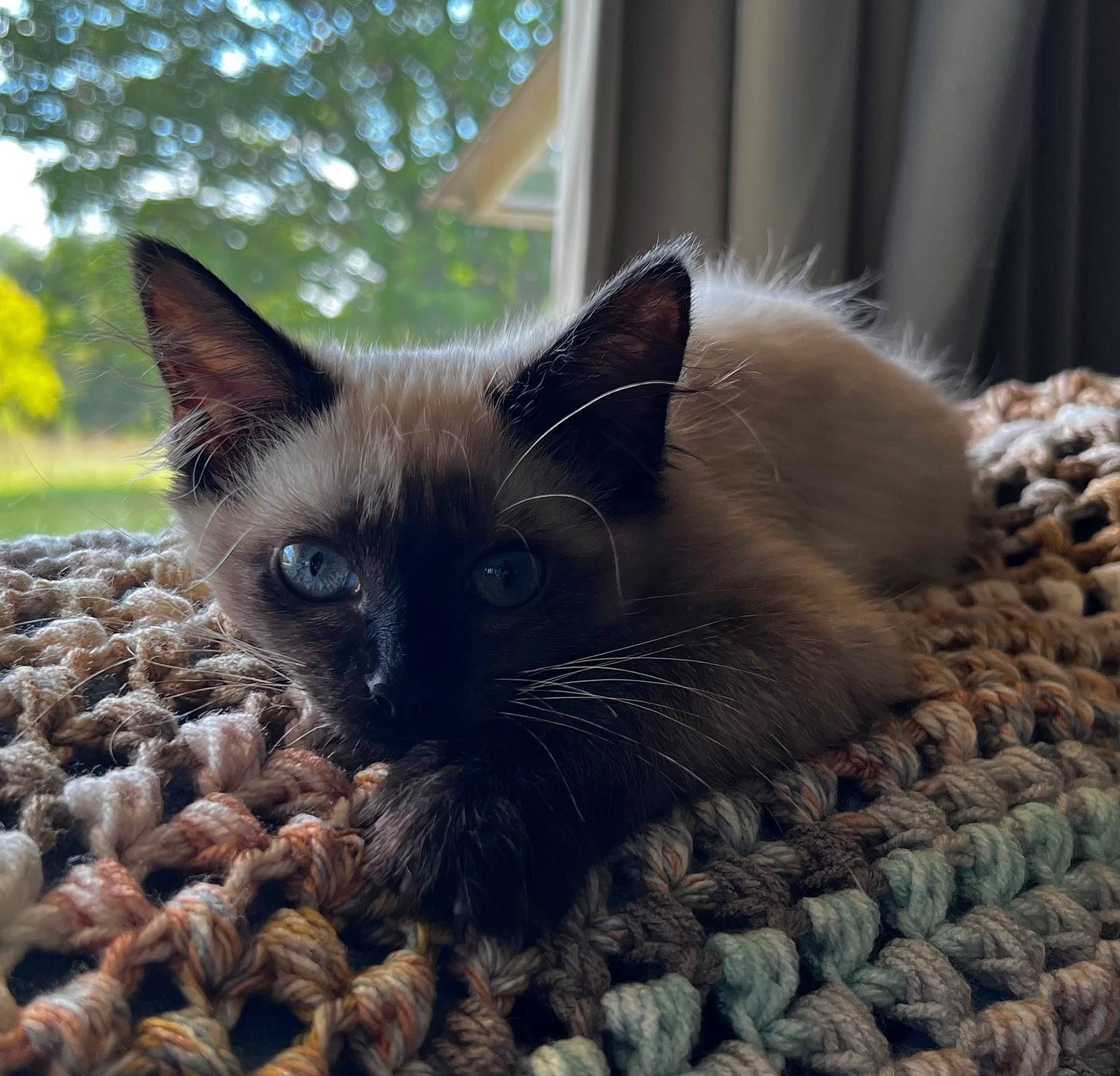 Freya is registered to the contest to win money with this photo: balinese, carnivore, cat, cat_furniture, cat_supply, domestic_short_haired_cat, eye, fawn, felidae, fur, grass, iris, pattern, siamese, small_to_medium_sized_cats, snout, tail, terrestrial_animal, whiskers, wildlife