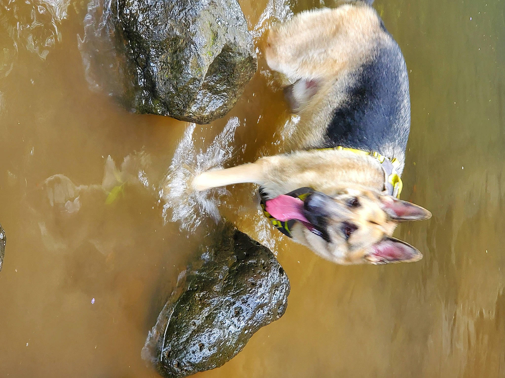 Gunner is registered to the contest to win money with this photo: _geese_and_swans, bird, dog, dog_breed, duck, ducks, fluid, liquid, organism, pond, reflection, vertebrate, water_bird, water_resources, waterfowl, working_animal