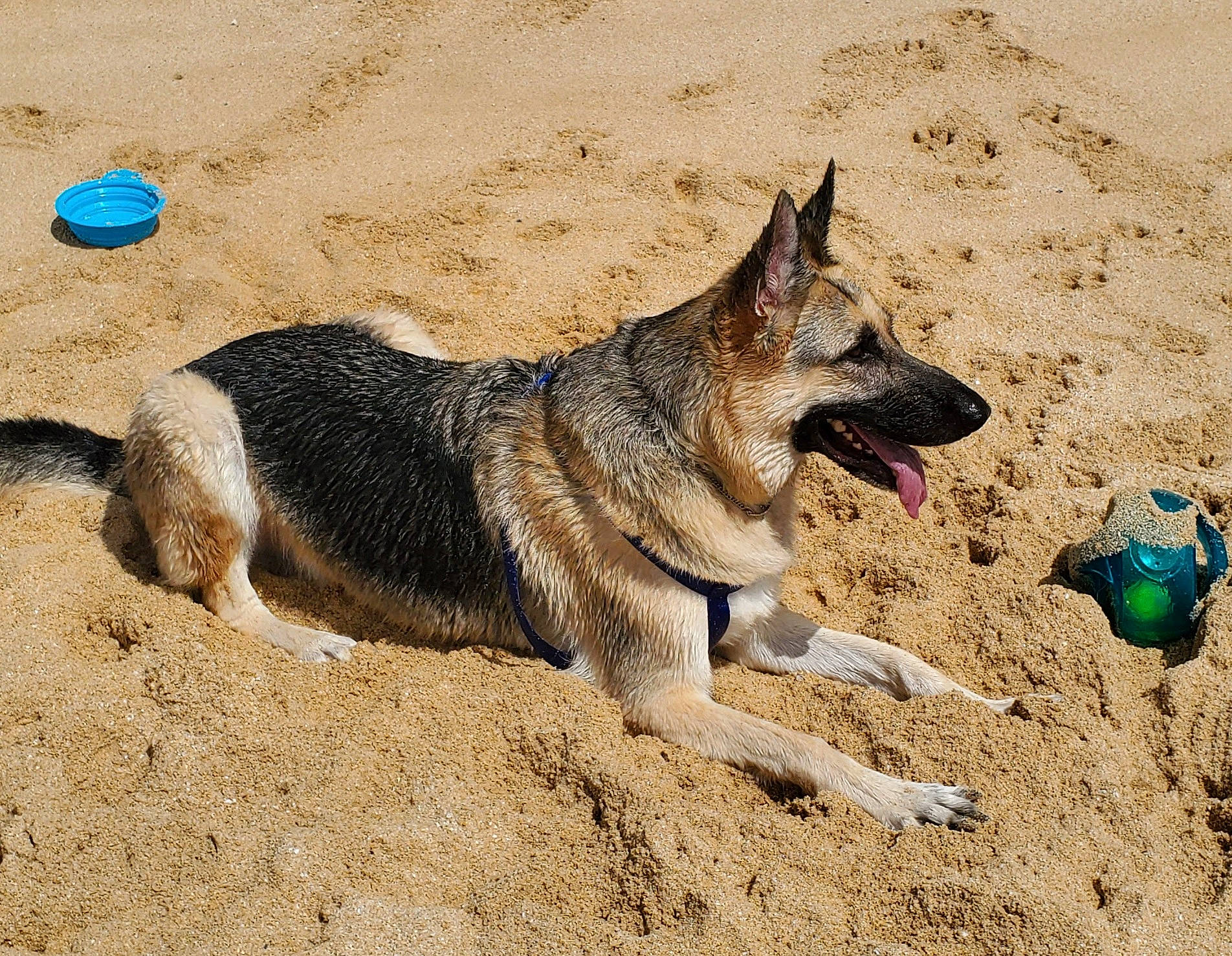 Gunner joined the competition — help win amazing prizes! canidae, canis, carnivore, dog, dog_breed, east_european_shepherd, german_shepherd_dog, guard_dog, herding_dog, king_shepherd, old_german_shepherd_dog, police_dog, rare_breed_dog, sand, shadow, snout, soil, sporting_group, working_dog