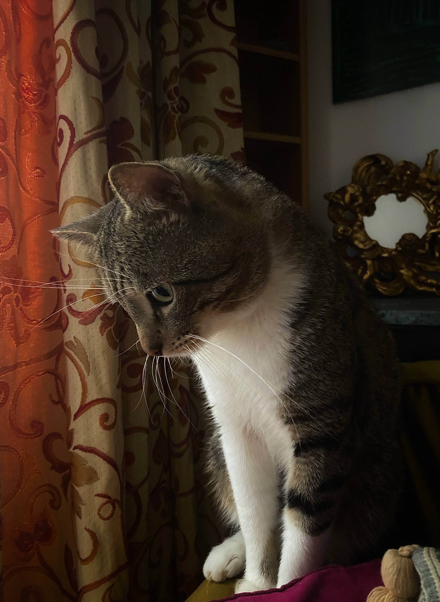 Loulou a rejoint le concours — aidez-le/la à gagner de superbes lots ! carnivore, cat, cat_supply, comfort, curtain, domestic_short_haired_cat, felidae, fur, grey, pattern, paw, small_to_medium_sized_cats, snout, tail, terrestrial_animal, whiskers, window, window_treatment, wood