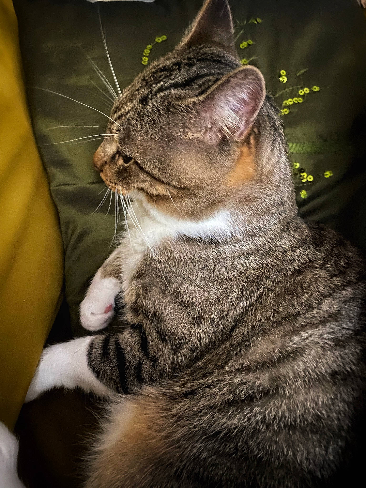 Loulou participe au concours pour gagner de l'argent avec cette photo : carnivore, cat, claw, darkness, domestic_short_haired_cat, eye, felidae, flash_photography, fur, grass, paw, photo_caption, sitting, small_to_medium_sized_cats, snout, tail, terrestrial_animal, tree, whiskers, wildlife