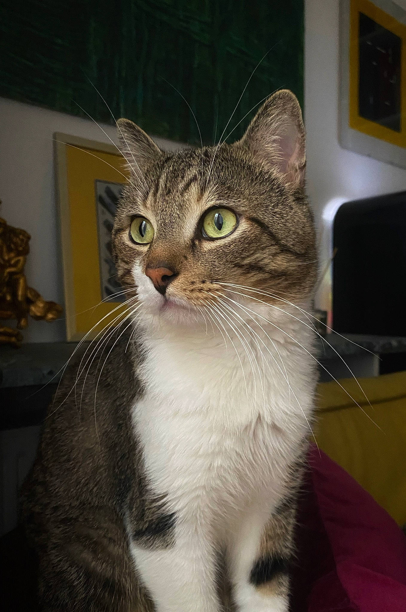 Loulou participe au concours pour gagner de l'argent avec cette photo : carnivore, cat, domestic_short_haired_cat, door, felidae, fur, picture_frame, small_to_medium_sized_cats, snout, tail, terrestrial_animal, whiskers, window