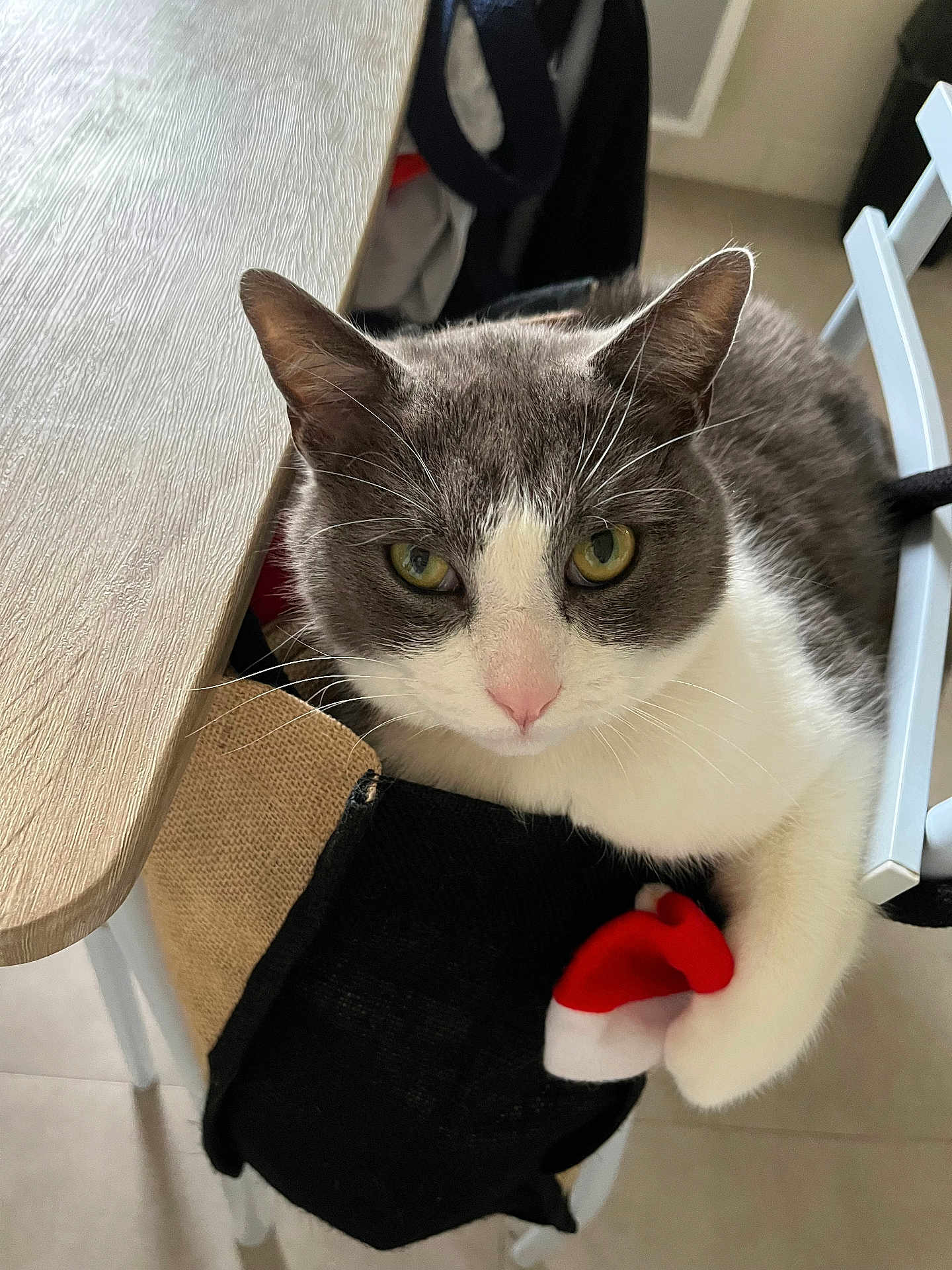 Moumou participe au concours pour gagner de l'argent avec cette photo : cat, feline, pet, gray_white_fur, green_eyes, whiskers, pink_nose, paw, indoors, chair, chair_organizer, wood_table, floor_tiles, toy, plush, close_up, portrait, looking_up, cozy, household