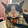 backlit, basket, cat, close_up, collar, cozy, ears, feline, fur, indoor, paws, pet, pink_nose, portrait, sleepy, soft_light, table, tag, whiskers, wire_basket