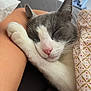 Moumou participe au concours pour gagner de l'argent avec cette photo : cat, sleeping_cat, gray_cat, white_cat, pink_nose, whiskers, paw, paw_on_arm, human_arm, blanket, patterned_blanket, pillow, bed, indoor, closeup, portrait, pet, cozy, nap, snuggling