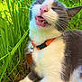 Moumou a rejoint le concours — aidez-le/la à gagner de superbes lots ! cat, feline, tongue, blep, whiskers, collar, pet_tag, grass, outdoor, greenery, close_up, playful, teeth, fur, relaxed, sunlight, nature, portrait, sitting, cute