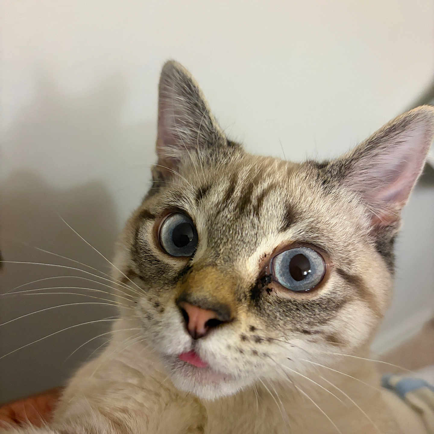 Tikki