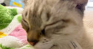 Tikki is registered to the contest to win money with this photo: animal, blanket, cat, close_up, colorful_blanket, cozy, cute, domestic_cat, ears, feline, fur, furry, indoor, nose, pet, relaxed, resting, sleeping, soft_texture, whiskers
