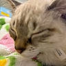 animal, blanket, cat, close_up, colorful_blanket, cozy, cute, domestic_cat, ears, feline, fur, furry, indoor, nose, pet, relaxed, resting, sleeping, soft_texture, whiskers