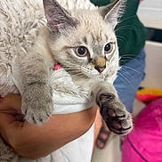 Tikki joined the competition — help win amazing prizes! animal, cat, close_up, comfort, cozy, cuddle, curious, domestic, fluffy_blanket, fur, hand, holding, indoor, kitten, paws, person, pet, soft_texture, wide_eyes, young_cat