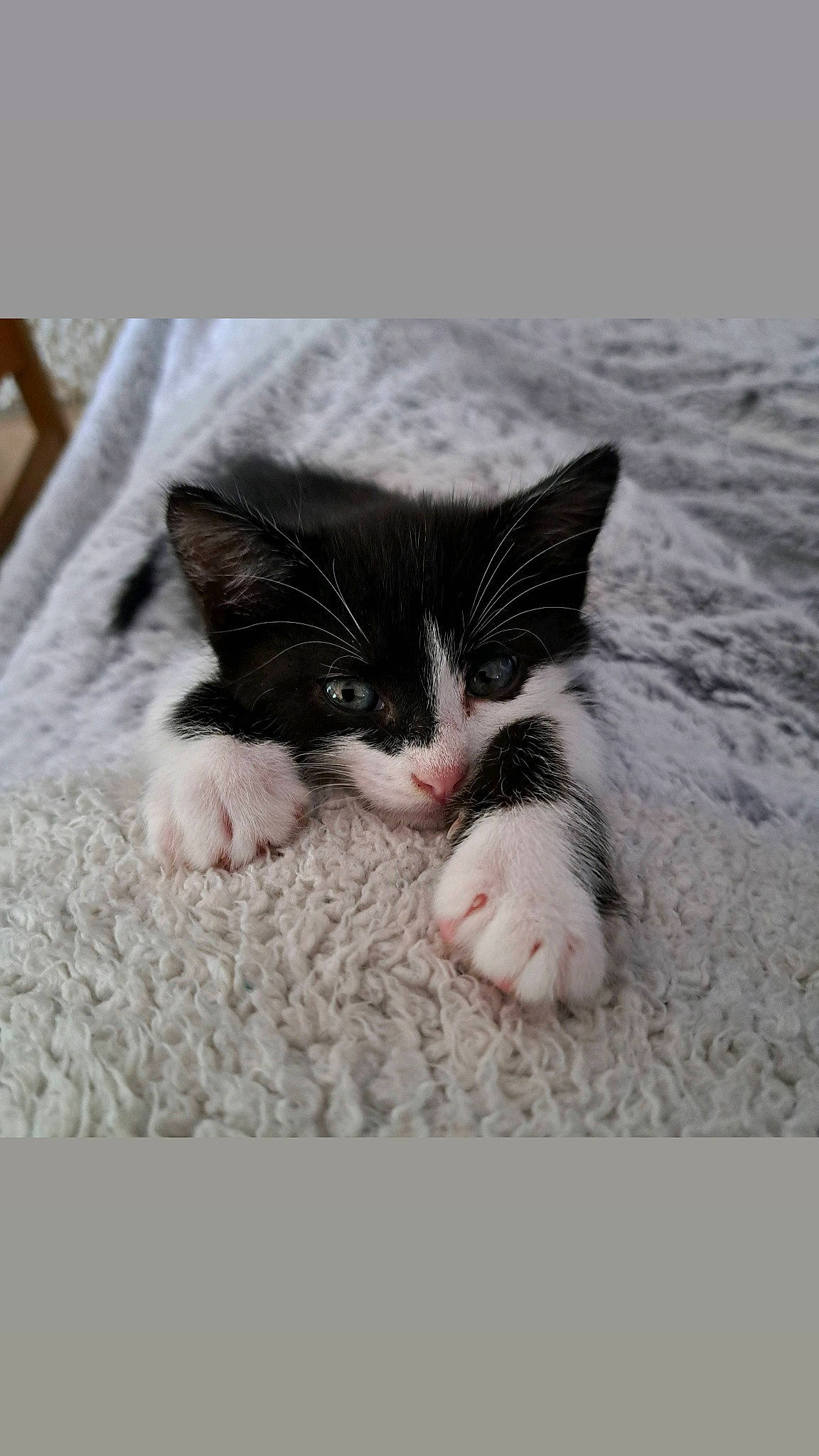 Snorky a rejoint le concours — aidez-le/la à gagner de superbes lots ! carnivore, cat, chair, claw, comfort, domestic_short_haired_cat, felidae, flooring, foot, fur, grey, human_leg, nail, paw, sand, small_to_medium_sized_cats, snout, tail, toe, whiskers