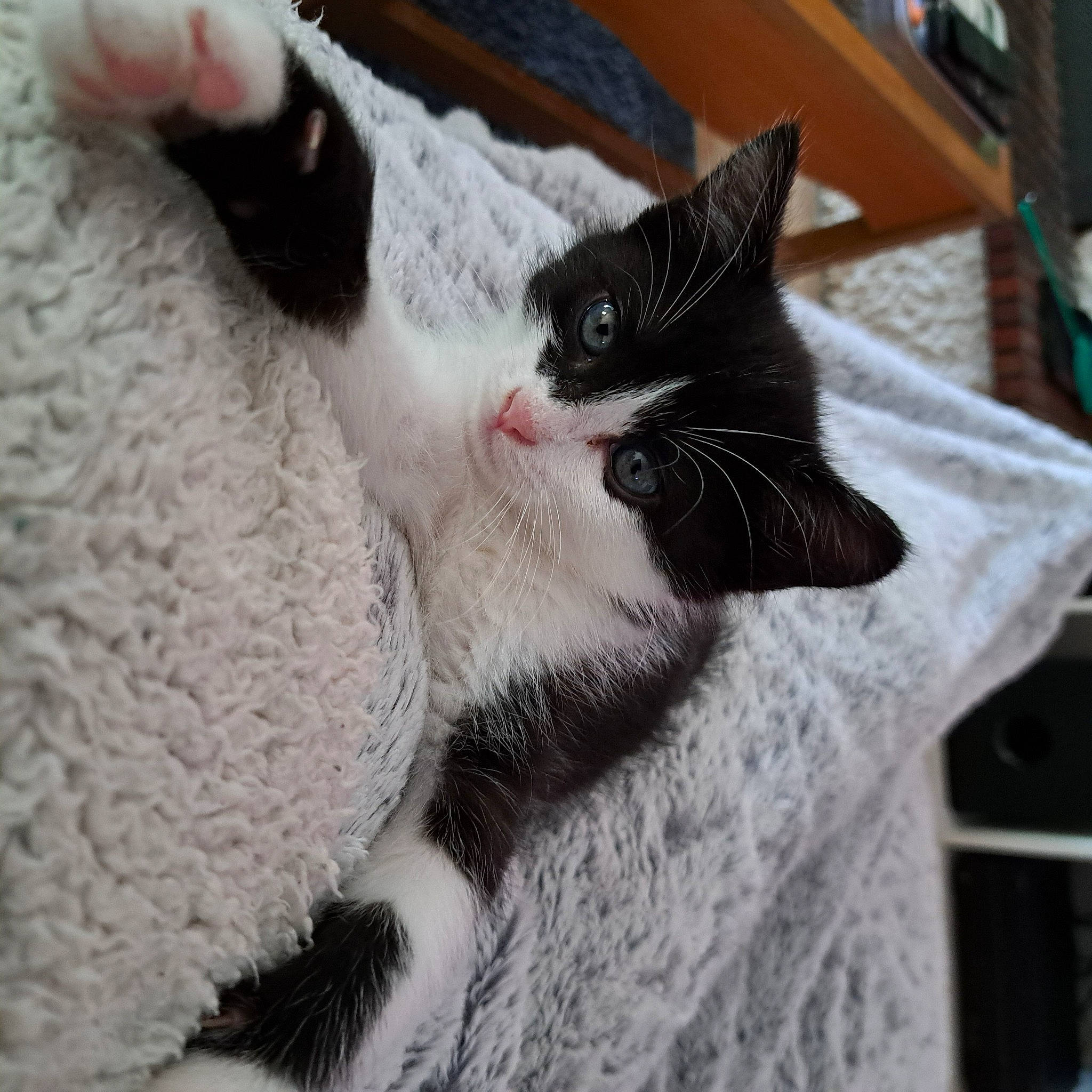 Snorky participe au concours pour gagner de l'argent avec cette photo : carnivore, cat, cat_furniture, cat_supply, claw, comfort, domestic_short_haired_cat, eye, eyelash, felidae, fur, grey, linens, nap, pattern, paw, small_to_medium_sized_cats, snout, tail, whiskers