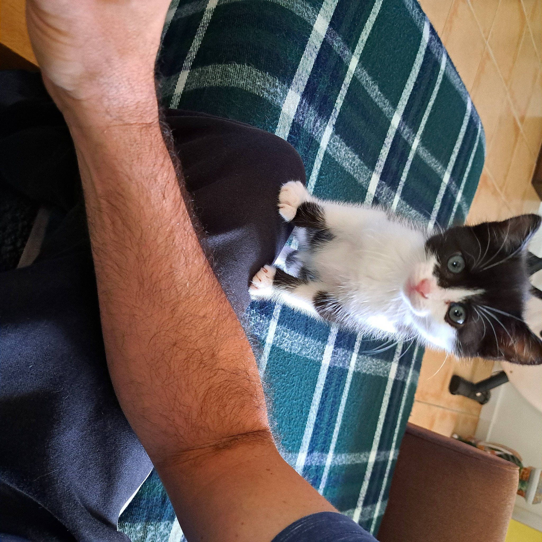 Snorky participe au concours pour gagner de l'argent avec cette photo : carnivore, cat, comfort, companion_dog, domestic_short_haired_cat, elbow, fawn, felidae, finger, foot, fur, human_leg, lap, plaid, small_to_medium_sized_cats, tail, tartan, thigh, whiskers, wrist