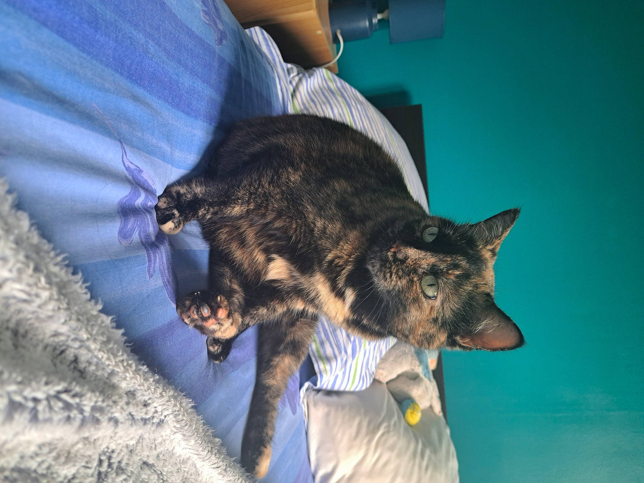 Luna a rejoint le concours — aidez-le/la à gagner de superbes lots ! canidae, carnivore, cat, chair, claw, comfort, dog_breed, domestic_short_haired_cat, electric_blue, felidae, fur, paw, small_to_medium_sized_cats, snout, sporting_group, tail, terrestrial_animal, whiskers