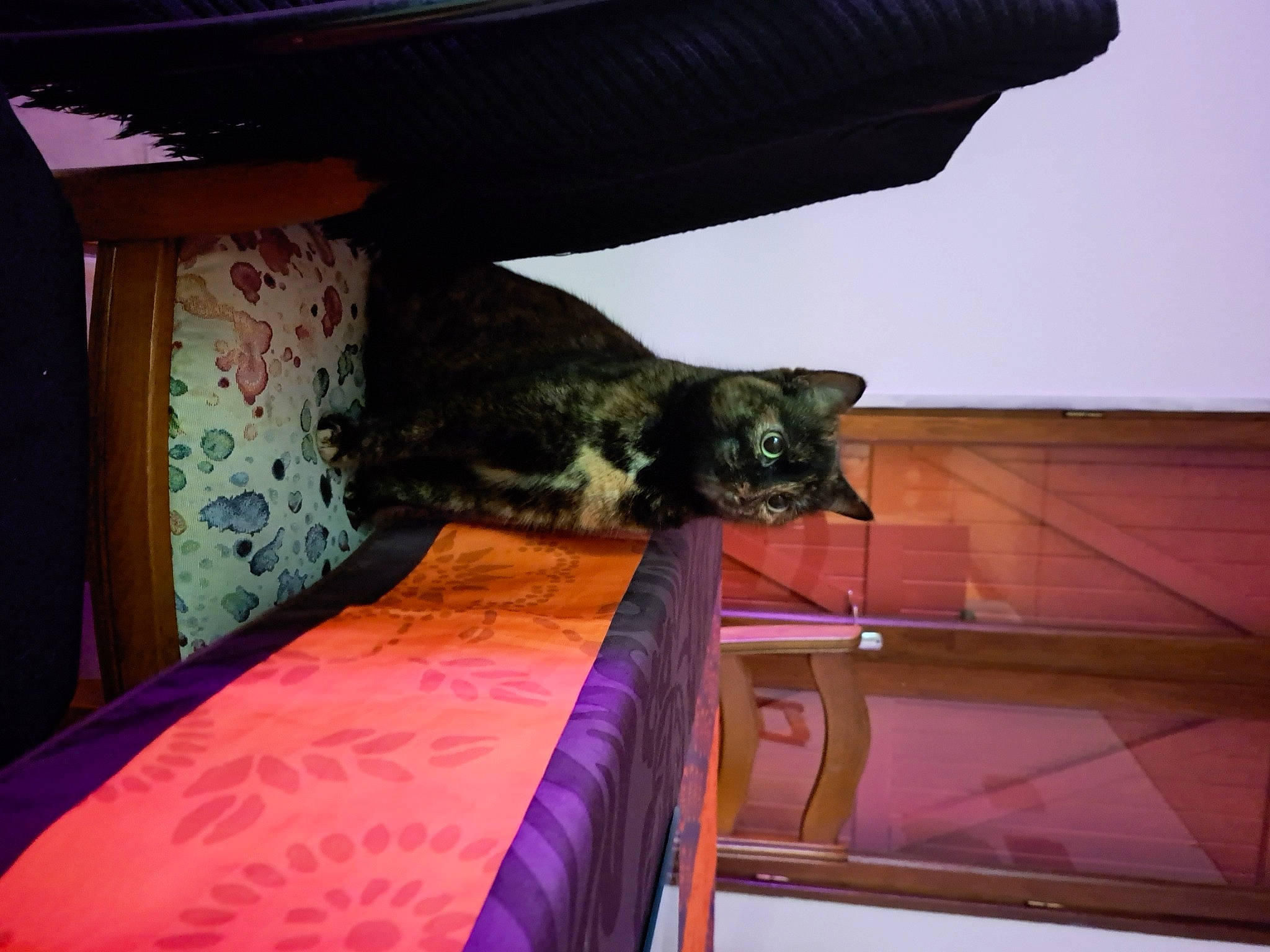 Luna participe au concours pour gagner de l'argent avec cette photo : bed, bedding, bedroom, carnivore, cat, comfort, domestic_short_haired_cat, felidae, floor, flooring, fur, hardwood, linens, pattern, room, small_to_medium_sized_cats, tail, tints_and_shades, whiskers, wood