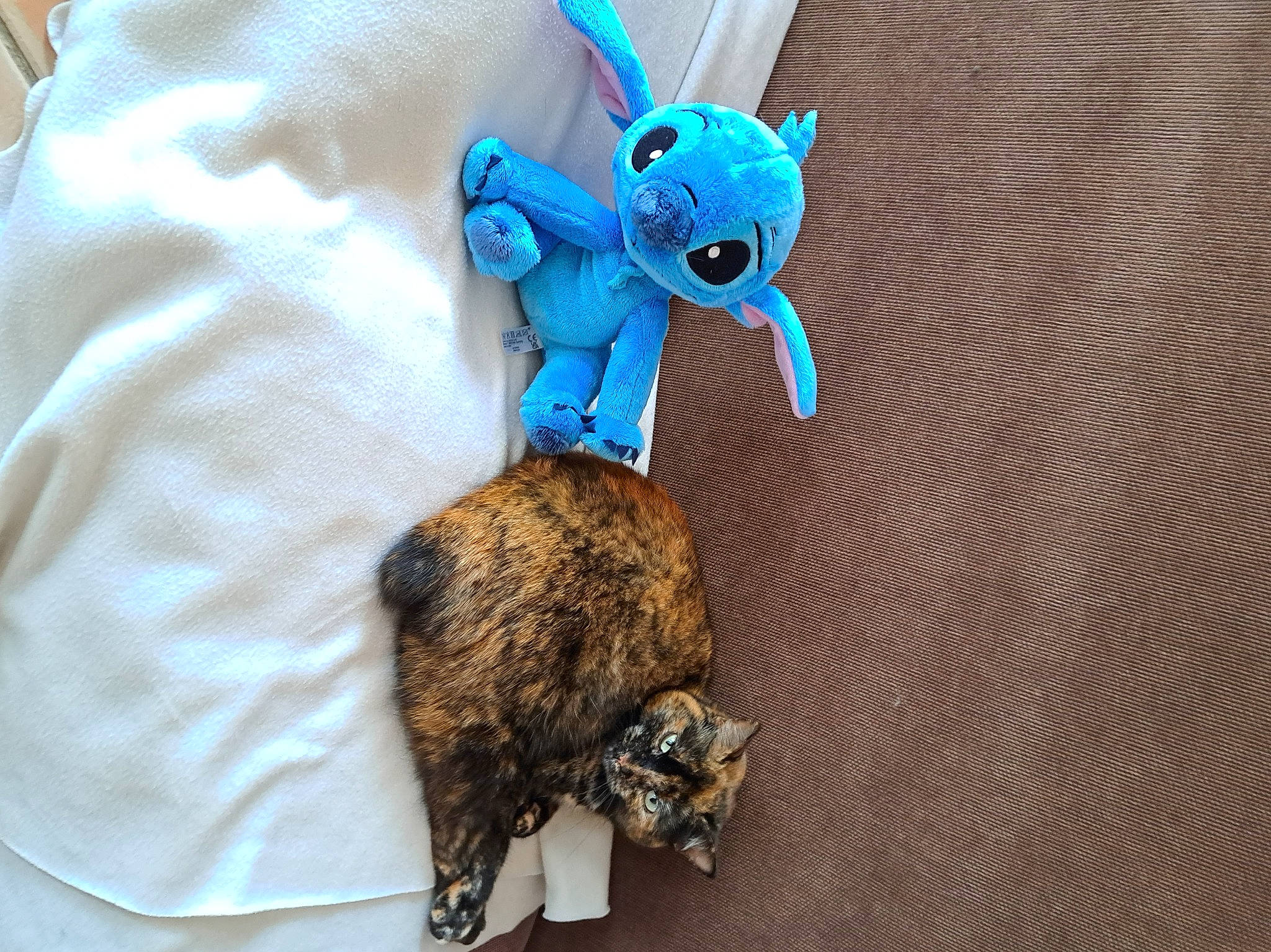 Luna participe au concours pour gagner de l'argent avec cette photo : action_figure, art, baby_toys, blue, carnivore, electric_blue, fashion_accessory, fawn, felidae, fictional_character, fur, mammal, plush, small_to_medium_sized_cats, stuffed_toy, tail, teddy_bear, textile, toy, whiskers