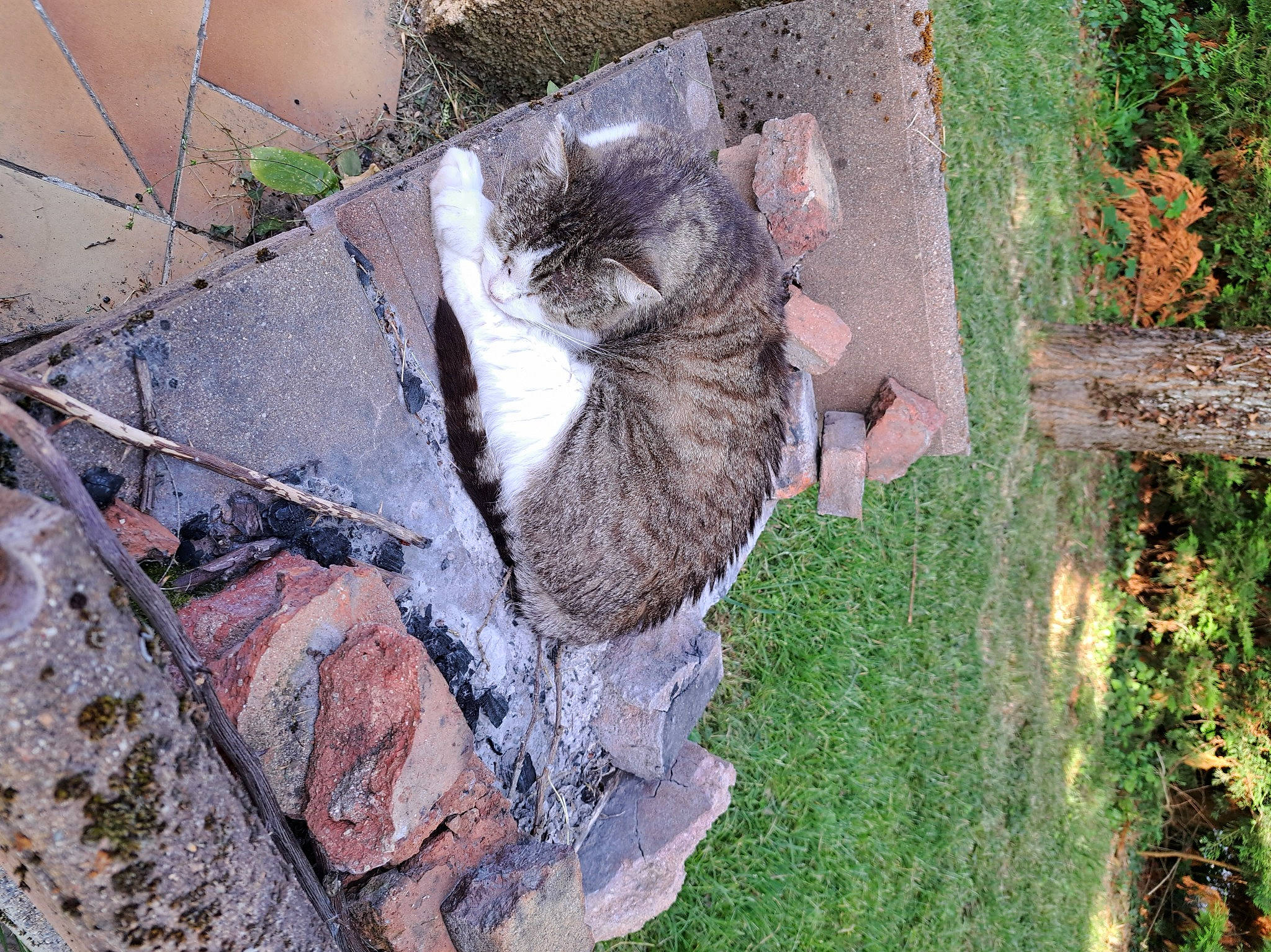 Mendiant a rejoint le concours — aidez-le/la à gagner de superbes lots ! bedrock, carnivore, cat, domestic_short_haired_cat, felidae, grass, groundcover, landscape, organism, plant, rock, small_to_medium_sized_cats, snout, tail, terrestrial_animal, tree, trunk, wall, whiskers, wood