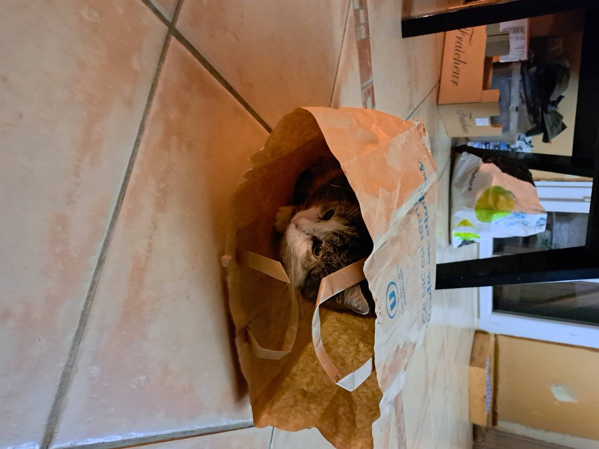 Mendiant a rejoint le concours — aidez-le/la à gagner de superbes lots ! art, cabinetry, cardboard, carton, ceiling, comfort, cupboard, drawer, flooring, hardwood, house, linens, paper_product, plaster, plywood, room, shelf, shelving, visual_arts, wood