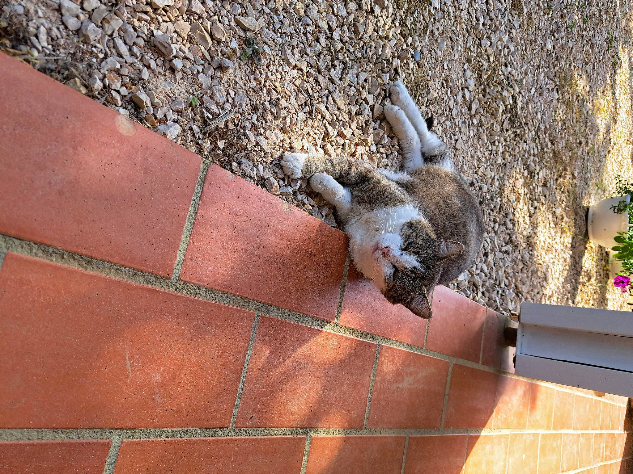 Mendiant participe au concours pour gagner de l'argent avec cette photo : brick, brickwork, fawn, flooring, fur, grass, hardwood, pattern, plant, shadow, small_to_medium_sized_cats, sporting_group, tail, wall, whiskers, wildlife, wood, wood_stain