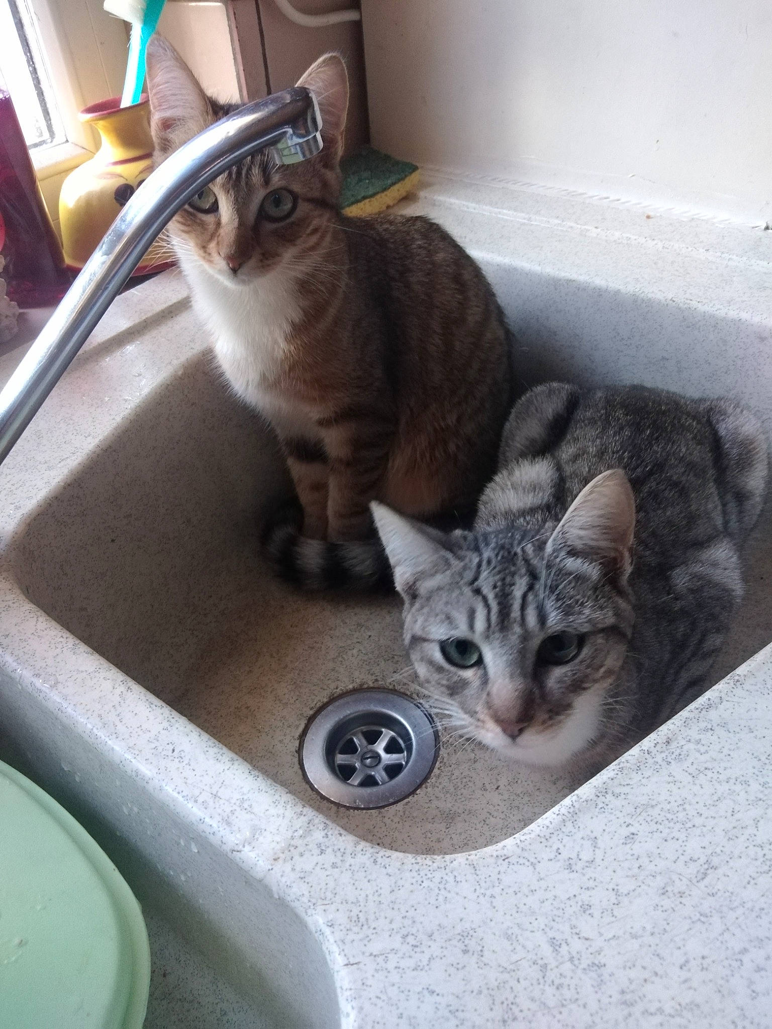 Romy Roxy Ruby participe au concours pour gagner de l'argent avec cette photo : bathtub, carnivore, cat, cat_supply, domestic_short_haired_cat, felidae, pet_supply, plumbing_fixture, sink, small_to_medium_sized_cats, snout, tail, whiskers