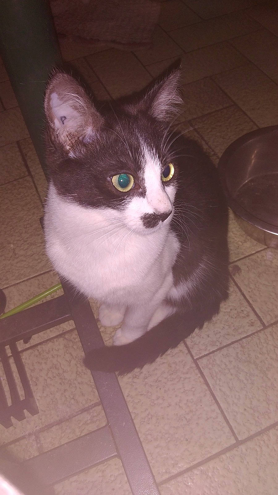 Romy Roxy Ruby a rejoint le concours — aidez-le/la à gagner de superbes lots ! carnivore, cat, domestic_short_haired_cat, eye, felidae, floor, flooring, fur, grey, hardwood, iris, sitting, small_to_medium_sized_cats, snout, tail, tile_flooring, tints_and_shades, whiskers, wood
