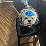 black_chair, blue_fur, chair, costume, cute, dog, dyed_fur, expression, face, feather_tail, fur, grooming, home, indoor, pet, pet_boots, portrait, shih_tzu, small_dog, wood_floor