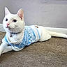 Otto joined the competition — help win amazing prizes! alert, animal, bell, blue_sweater, carpet, cat, collar, cute, domestic_cat, ears, feline, floor, indoor, pet, resting, sweater, tail, wall, whiskers, white_cat
