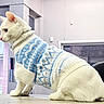blue_and_white, calm, cat, collar, cozy, cute, domestic_animal, ears, feline, fur, indoor, knitted, pet, side_view, sitting, sweater, table, whiskers, white_cat, window