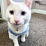Otto is registered to the contest to win money with this photo: animal, bell, blue_eyes, carpet, cat, close_up, collar, curious, domestic, ears, feline, floor, house, indoor, nose, paw, pet, sweater, whiskers, white_cat