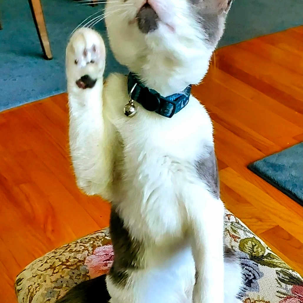Moon is registered to the contest to win money with this photo: abyssinian, accessories, animal, book, canine, cat, chair, cushion, dog, furniture, hardwood, homedecor, husky, indoors, interiordesign, kitten, pet, publication, strap, wood