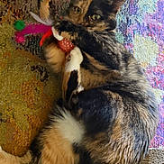 Baby Kitty joined the competition — help win amazing prizes! animal, carpet, cat, claws, colorful, cute, domestic, feathers, fur, indoor, laying, patterned, paws, pet, playing, relaxed, tail, tortoiseshell, toy, whiskers