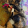 animal, carpet, cat, claws, colorful, cute, domestic, feathers, fur, indoor, laying, patterned, paws, pet, playing, relaxed, tail, tortoiseshell, toy, whiskers