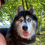 Aspen joined the competition — help win amazing prizes! blue_eyes, canine, close_up, collar, dog, ears, fluffy_fur, forest, happy, human_partial, husky, nature, nose, outdoors, pet, portrait, siberian_husky, sunlight, tongue_out, trees