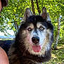blue_eyes, canine, close_up, collar, dog, ears, fluffy_fur, forest, happy, human_partial, husky, nature, nose, outdoors, pet, portrait, siberian_husky, sunlight, tongue_out, trees