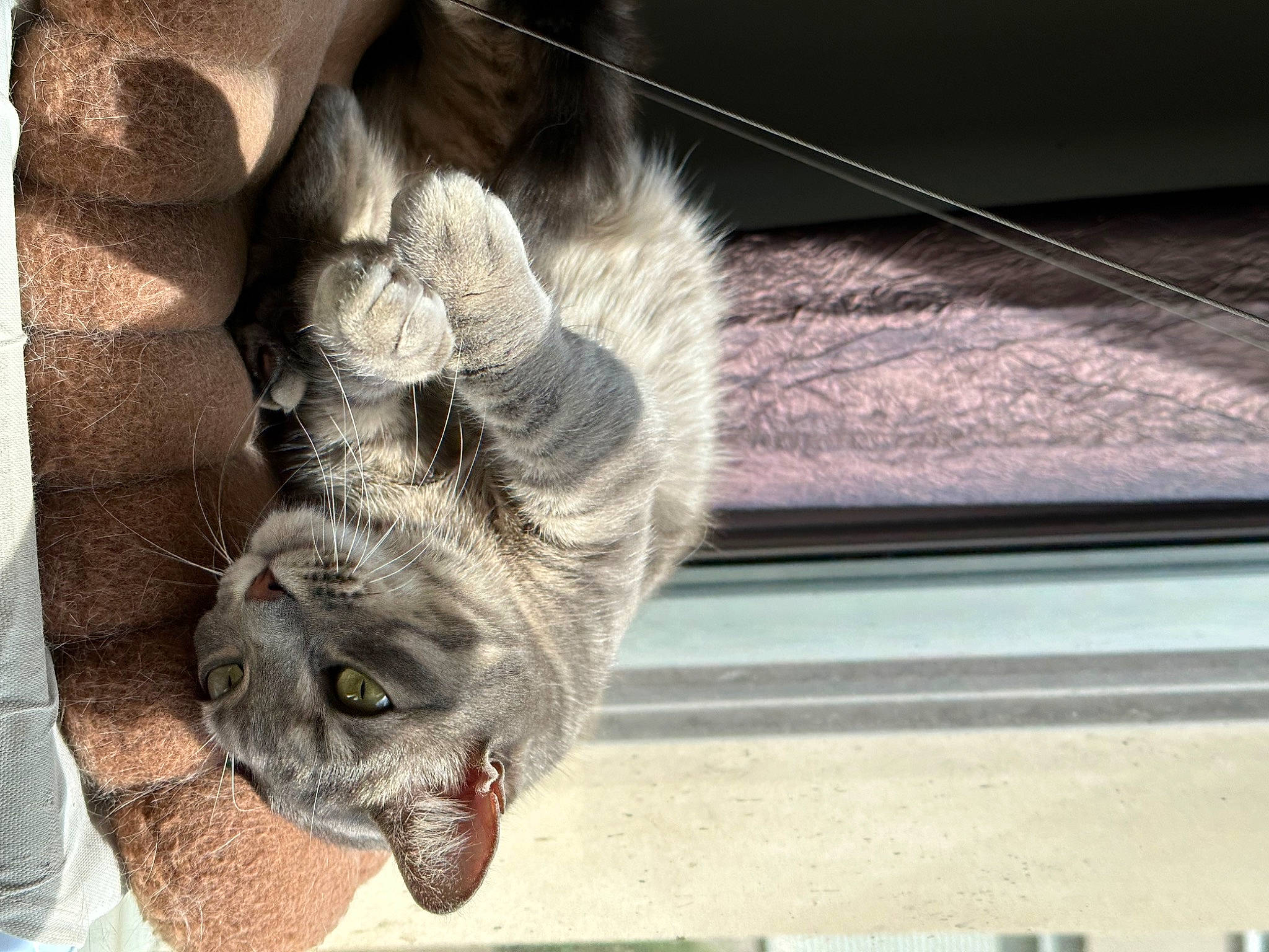 Siska a rejoint le concours — aidez-le/la à gagner de superbes lots ! canidae, carnivore, cat, claw, comfort, dog_breed, domestic_short_haired_cat, fawn, felidae, foot, fur, human_leg, paw, small_to_medium_sized_cats, snout, sporting_group, tail, whiskers, wood